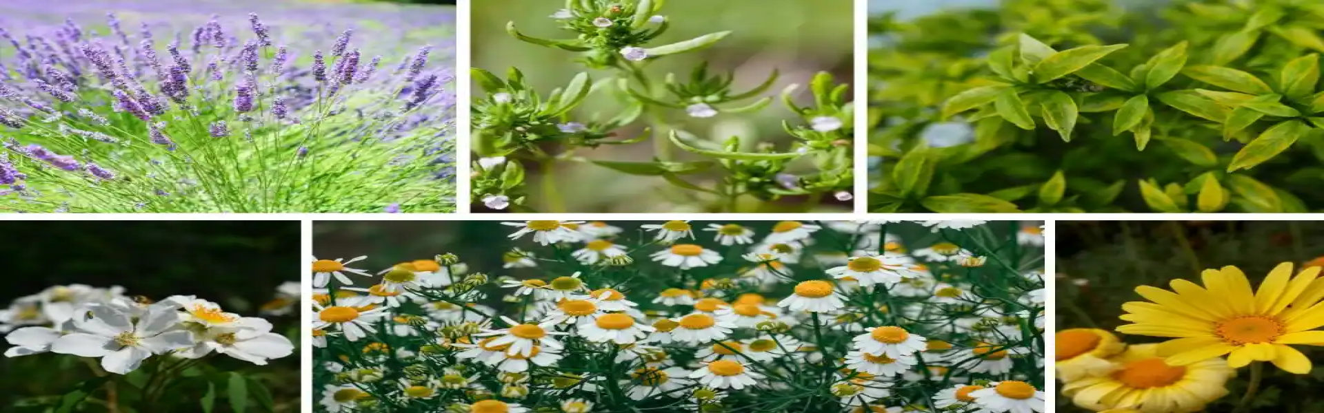 Here is the land of medicinal plants
